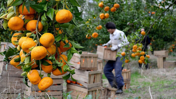 هدفگذاری برای صادرات ۵۰۰ هزار تن مرکبات از مازندران/ مبادلات تجاری با کشورهای سی آی اس توسعه می‌یابد